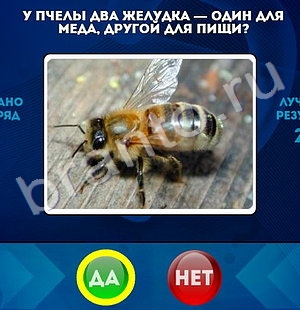 Да или Нет ответы в картинках Уровень 1366