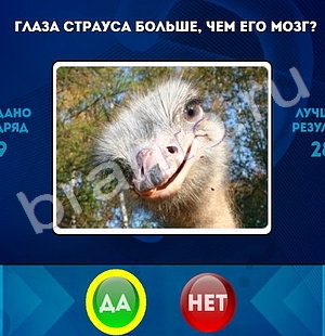 Да или Нет игра ответы Уровень 1493