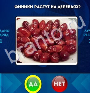 Да или Нет игра ответы Уровень 1573