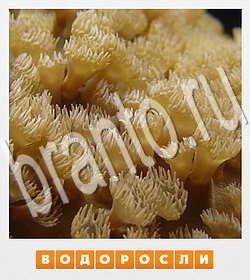 Фотослово - разгадай слово по фотографии ответ на уровень 81