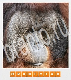 подсказки на игру Фотослово - разгадай слово по фотографии уровень 92