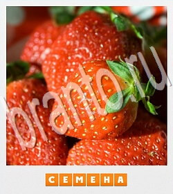 Фотослово - разгадай слово по фотографии игра ответы ВК уровень 120