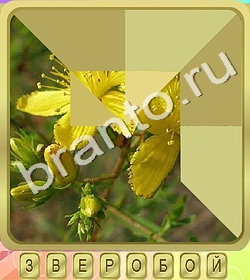 скриншоты с ответами Калейдоскоп слов уровень 214