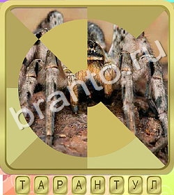 скриншоты с ответами Калейдоскоп слов уровень 364