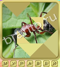 ответы на игру Калейдоскоп слов уровень 377