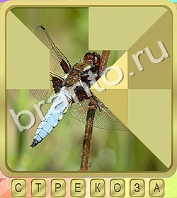 Калейдоскоп слов игра ответы уровень 384