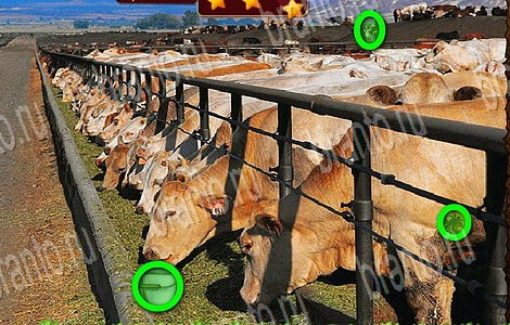 Лесной отряд игра ответы в одноклассниках