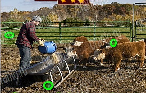 Лесной отряд подсказки в контакте Уровень 54