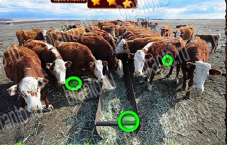 игра Лесной отряд разгадки, ответы на все задания