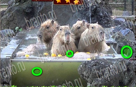 Лесной отряд игра ответы в одноклассниках