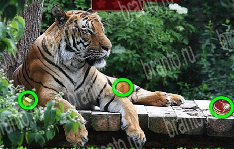 Лесной отряд игра в контакте ответы в картинках