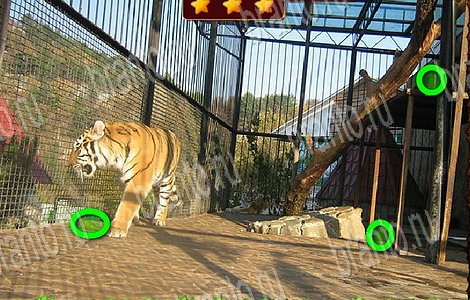 Игра Лесной отряд подсказки вконтакте