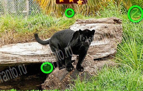 Лесной отряд игра подсказки Уровень 79