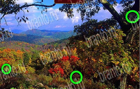 Игра Лесной отряд подсказки вк Уровень 87