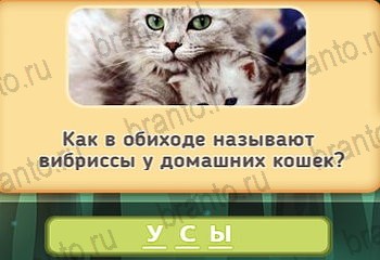 Маша и три медведя подсказки в контакте Уровень 189