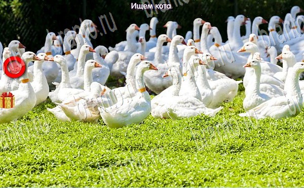 Решения на игру Новогодние подарки Эпизод №3 Уровень 44