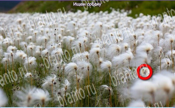 ответы на игру Новогодние подарки в одноклассниках Уровень 61