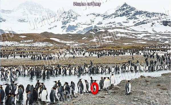 Игра Новогодние подарки ответы одноклассники, вк Уровень 78