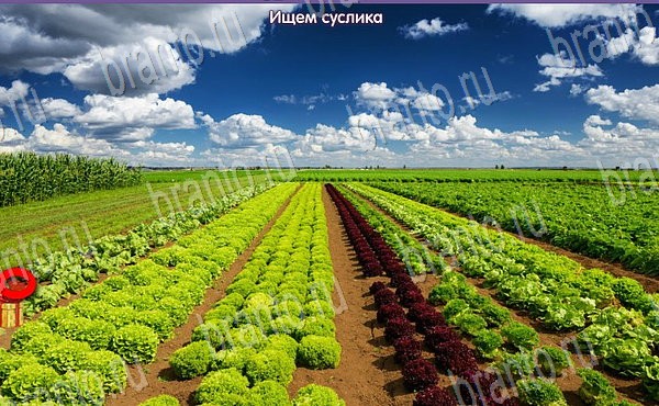 ответы к игре Новогодние подарки в контакте Уровень 86