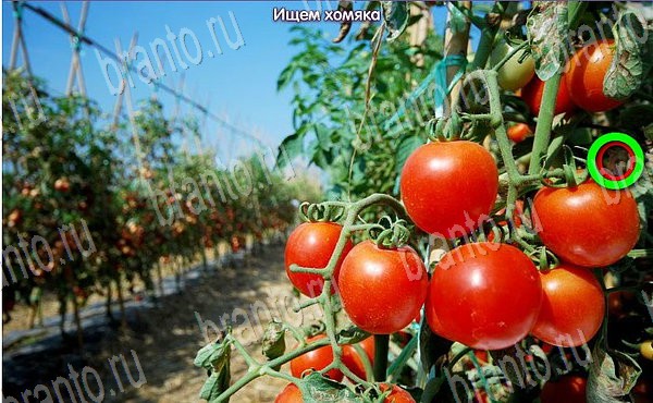 Новогодние подарки игра ответы в одноклассниках Уровень 88