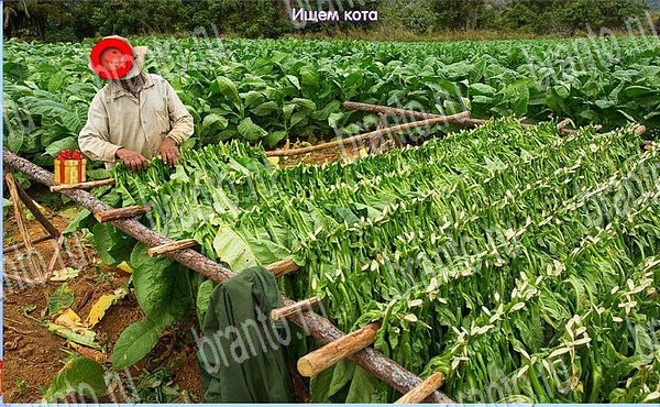 Помощь на игру ВК Новогодние подарки Уровень 105