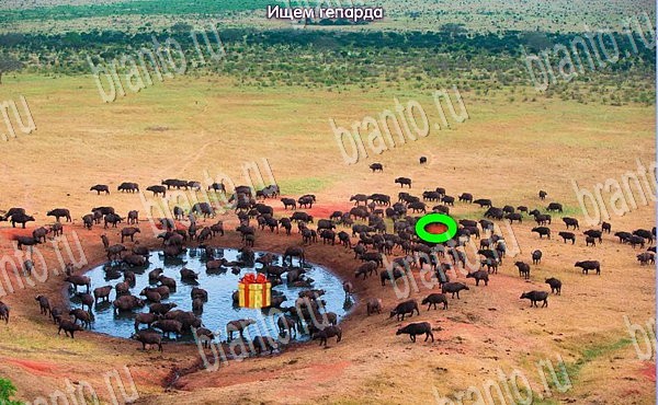 ответы на игру Новогодние подарки в одноклассниках Уровень 201