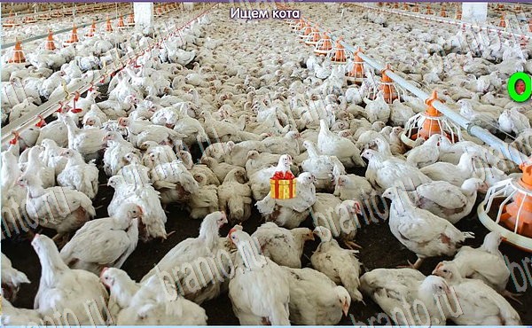 Новогодние подарки игра ответы в одноклассниках Уровень 208