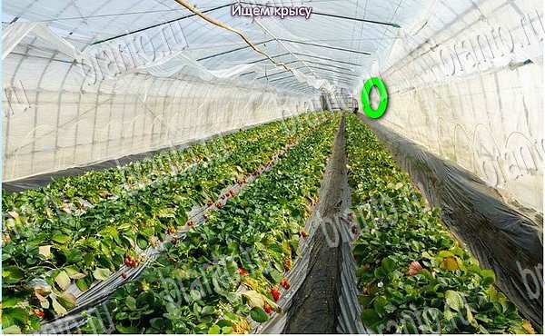 Новогодние подарки игра ответы на все задания Уровень 234