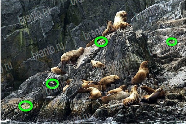 Найди бабки ответы в картинках в контакте Уровень 77