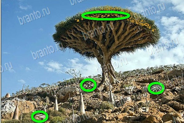 Одноклассники Найди бабки ответы Уровень 99