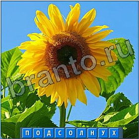 Отгадайка игра прохождение в Одноклассниках слова из 9 букв