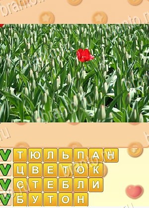 Поиск слов Одноклассники ответ на уровень 1013