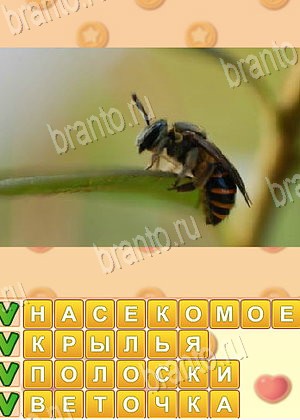 ответы на игру Искатель слов уровень 1796