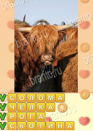 ответы на игру Искатель слов уровень 1798