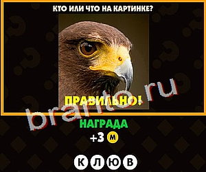 Поломай голову прохождение игры Уровень 142