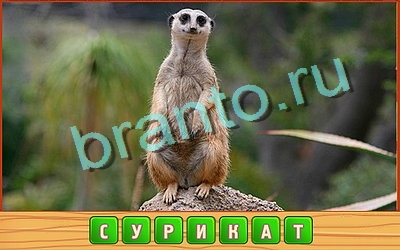 Игра Потерянные слова подсказки вк Уровень 369