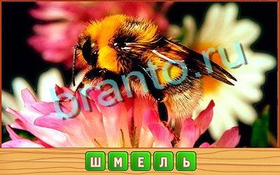 Потерянные слова ответы в картинках Уровень 377