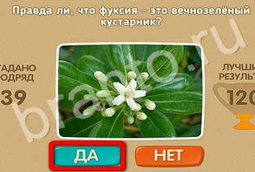 игра Проверь себя помощь Уровень 3319