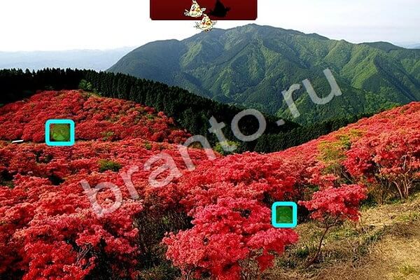 Птичий переполох игра ответы Уровень 493