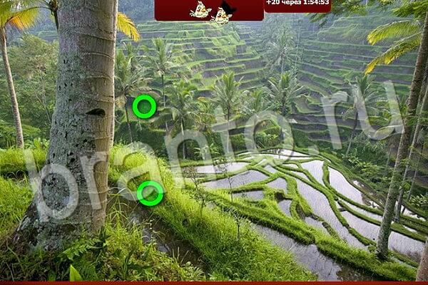 игра Птичий переполох ответ на Уровень 510