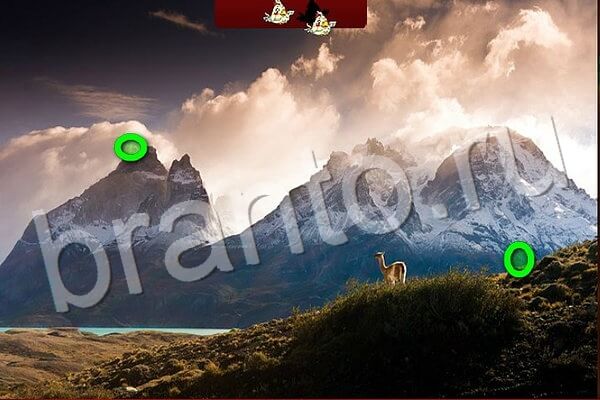 Птичий переполох игра помощь Уровень 555