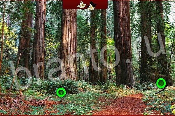 игра Птичий переполох ответ на Уровень 580