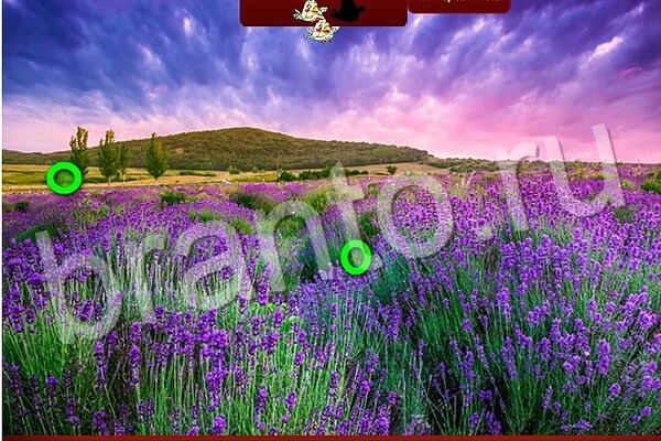 Птичий переполох игра в контакте ответы Уровень 593