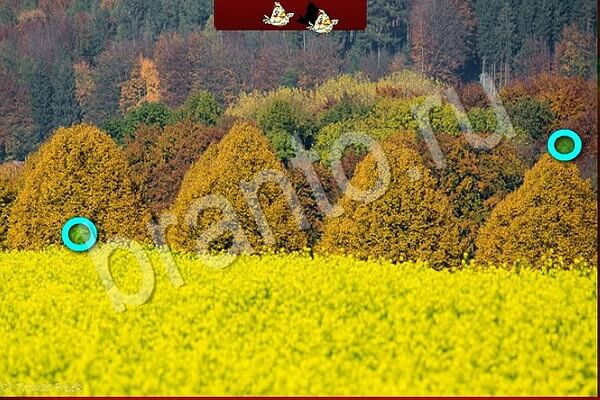 ответы на игру Птичий переполох в одноклассниках Уровень 601