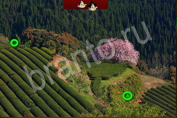 Решения на игру Птичий переполох Уровень 693