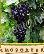 подсказки на игру Птица-Говорун 9 букв