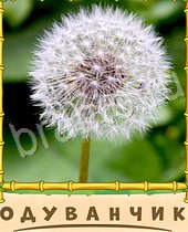 Птица-Говорун одноклассники ответы на игру 9 букв