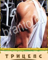 ответы на игру Птица-Говорун уровень часть тела