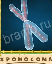 Птица-Говорун ответы на игру 9 букв буква Х