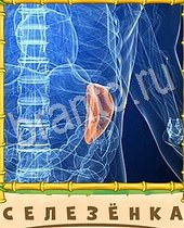 подсказки на игру Птица-Говорун 9 букв всё синее орган человека